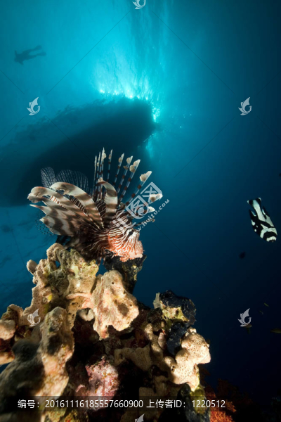 獅子魚和海洋。