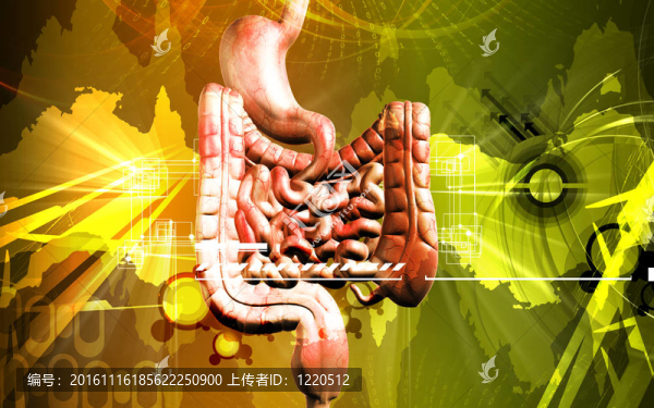 人類的消化系統(tǒng)