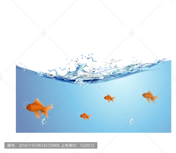 美麗的金色的魚
