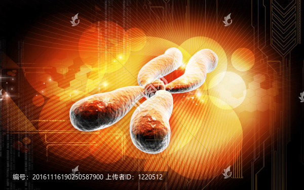 染色體