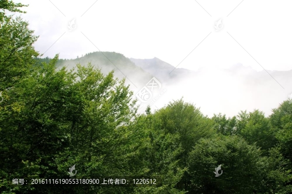 霧山霧照自然森林