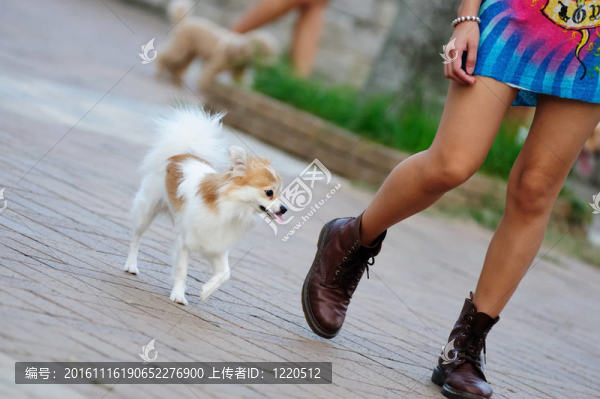 狗走