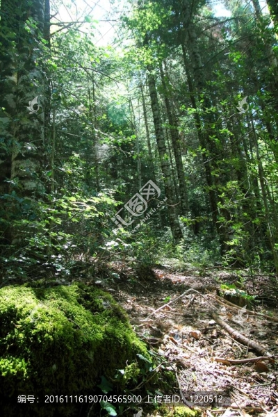 比利牛斯山夏林風(fēng)景