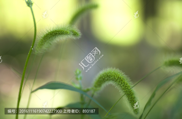狗尾巴草
