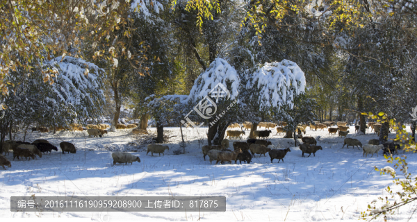 雪地羊群