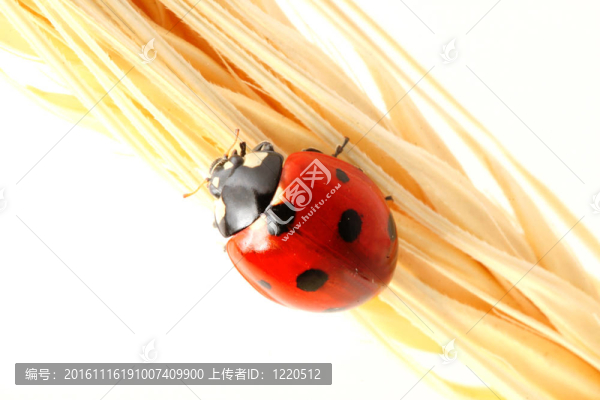 瓢蟲對小麥