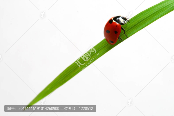 紅瓢蟲