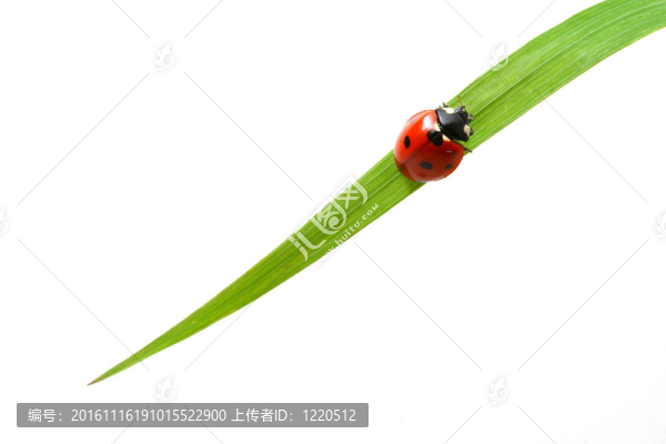 紅瓢蟲