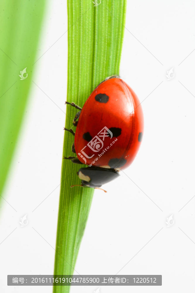 紅瓢蟲