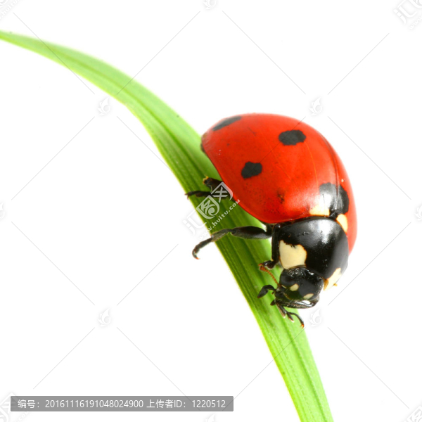 紅瓢蟲