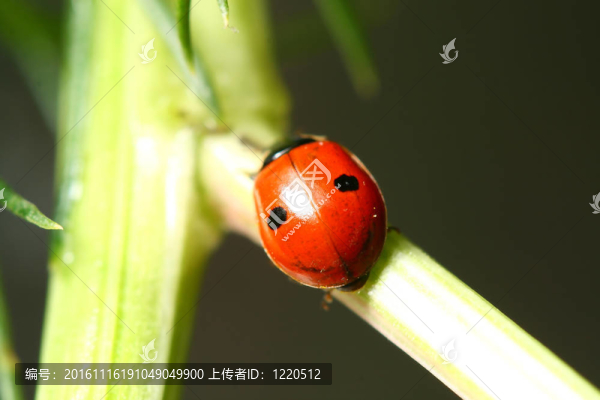 瓢蟲在草