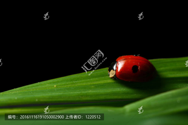 瓢蟲在草