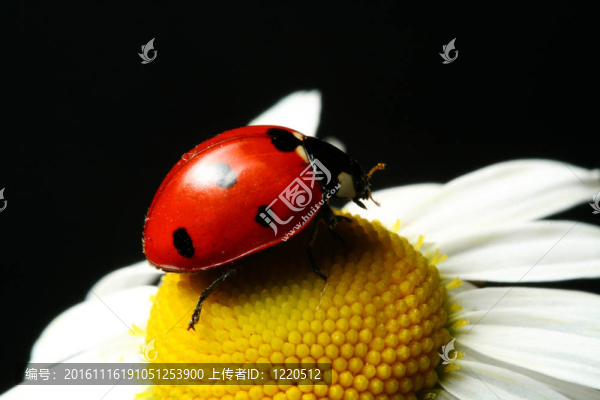 夏天的瓢蟲