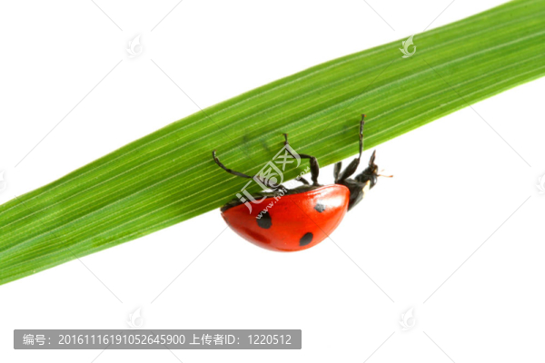 紅瓢蟲