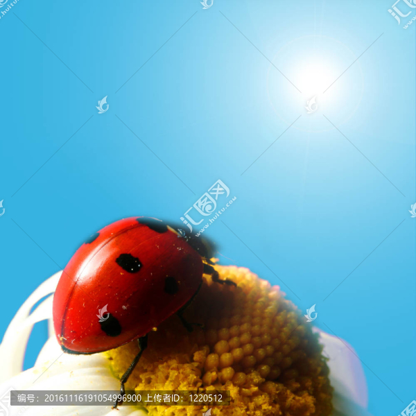 夏天的瓢蟲