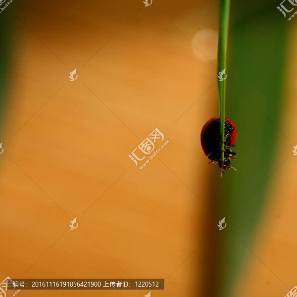 瓢蟲在草