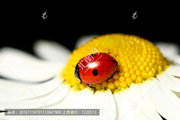 瓢蟲(chóng)在甘菊
