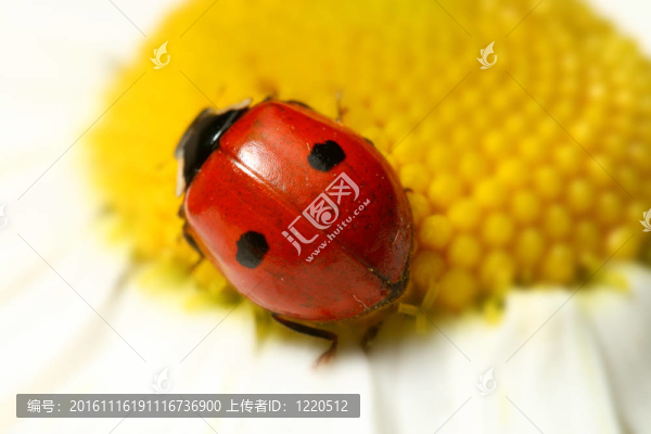 瓢蟲(chóng)在甘菊