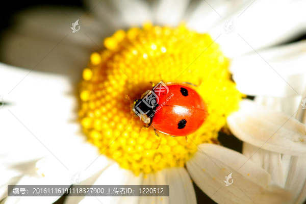 瓢蟲在甘菊