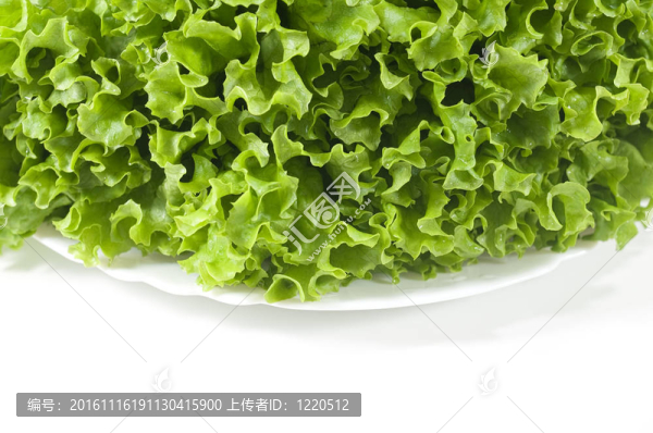 生菜