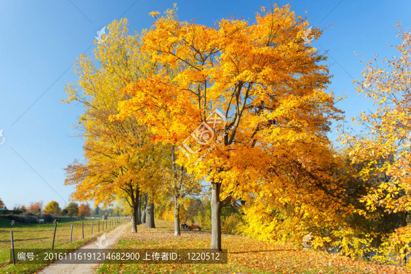 秋天的色彩