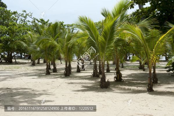 棕櫚樹(shù)的天堂