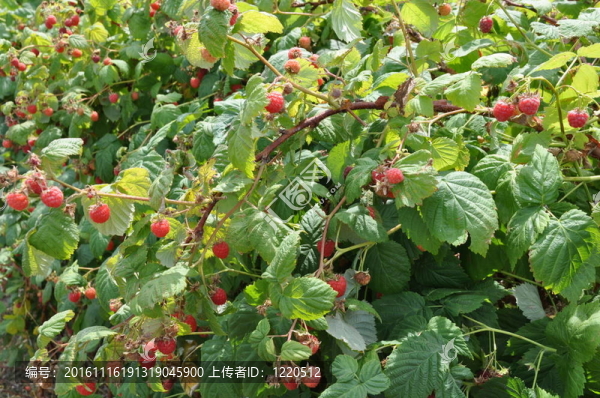 樹莓領(lǐng)域