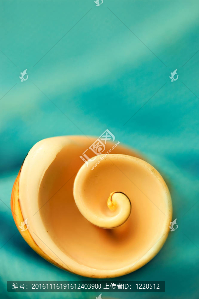 海貝殼。