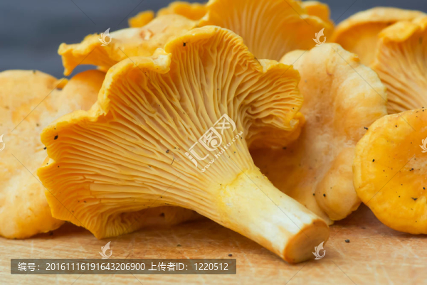 雞油菌