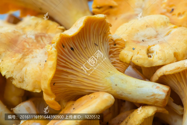 雞油菌