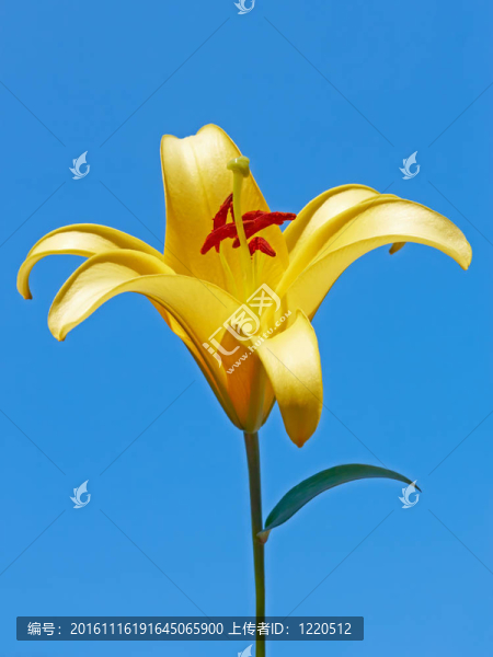 大黃lily,flower