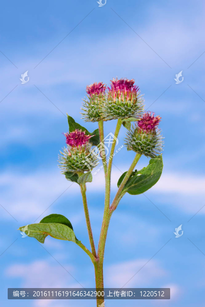 花序牛蒡