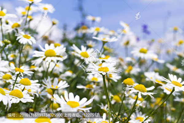 天空中的白色雛菊