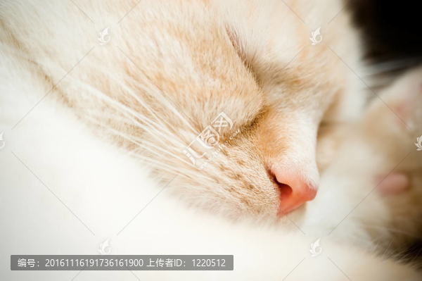 正在睡覺(jué)的貓