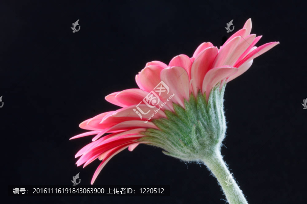 Pink,Gerbera（菊科）