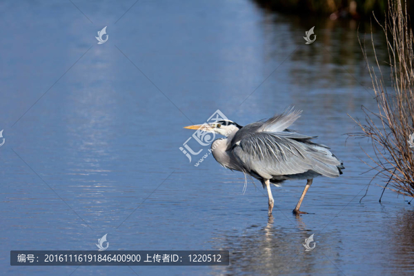 蒼鷺（Ardea,cinerea）走到水