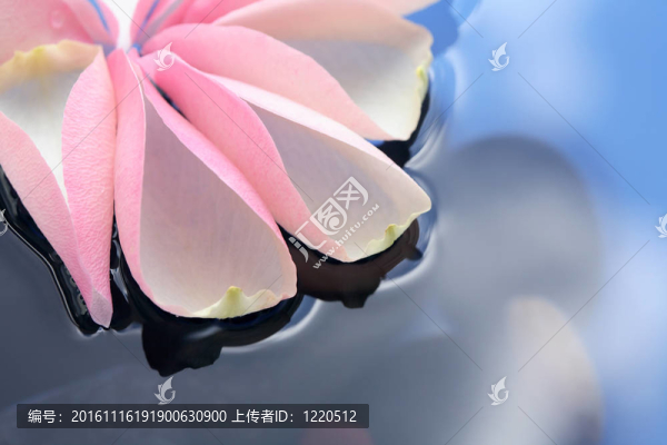 水上的玫瑰花瓣