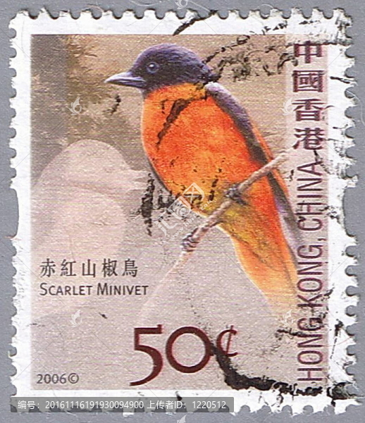 赤紅山椒鳥