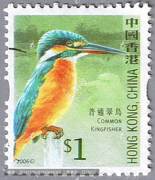 普通翠鳥(niǎo)