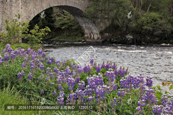 野生羽扇豆（羽扇豆多年生）