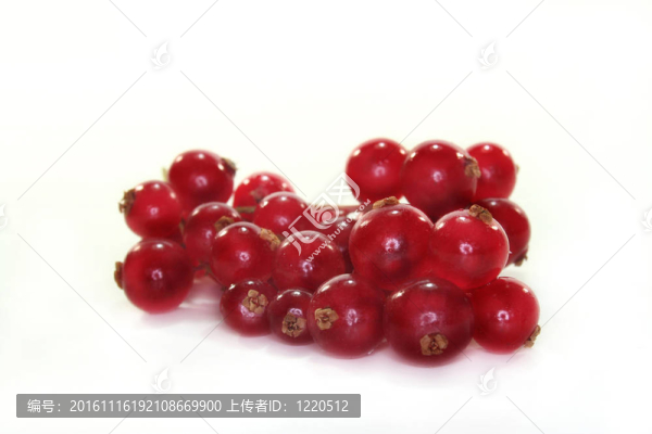 紅醋栗