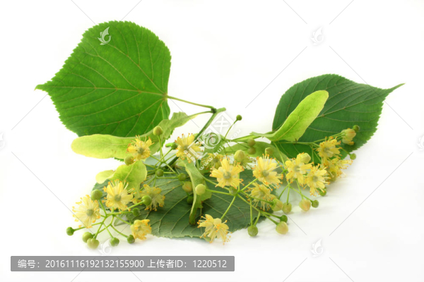 菩提花