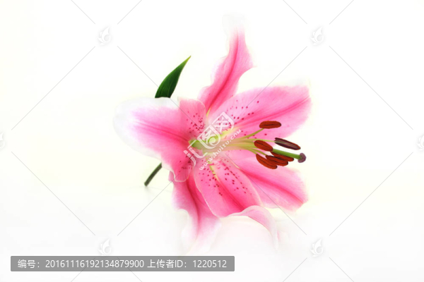 莉莉