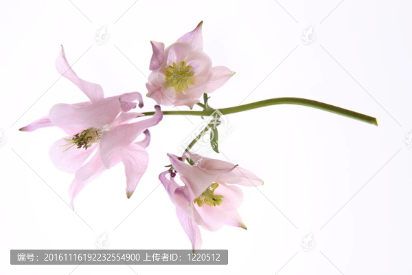 耬斗花