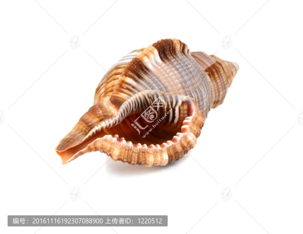 海洋舟