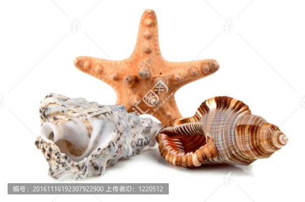 海洋舟