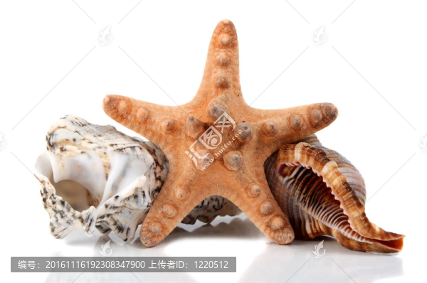 海洋舟