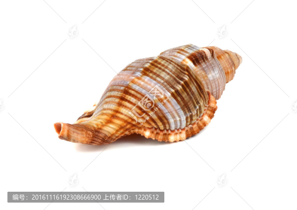 海洋舟