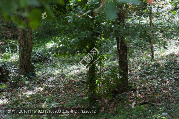 加利西亞自治區(qū)森林；西班牙