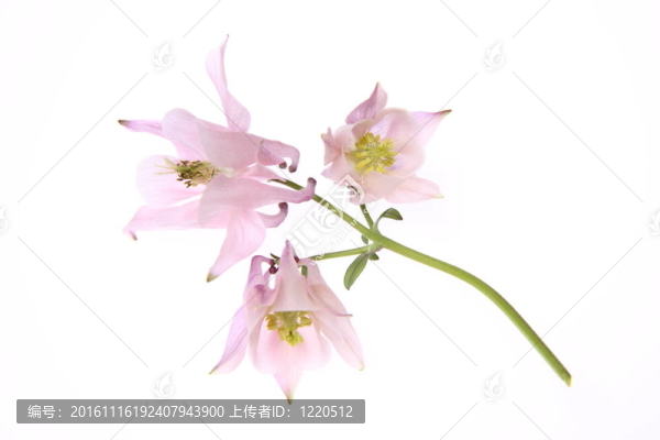耬斗花
